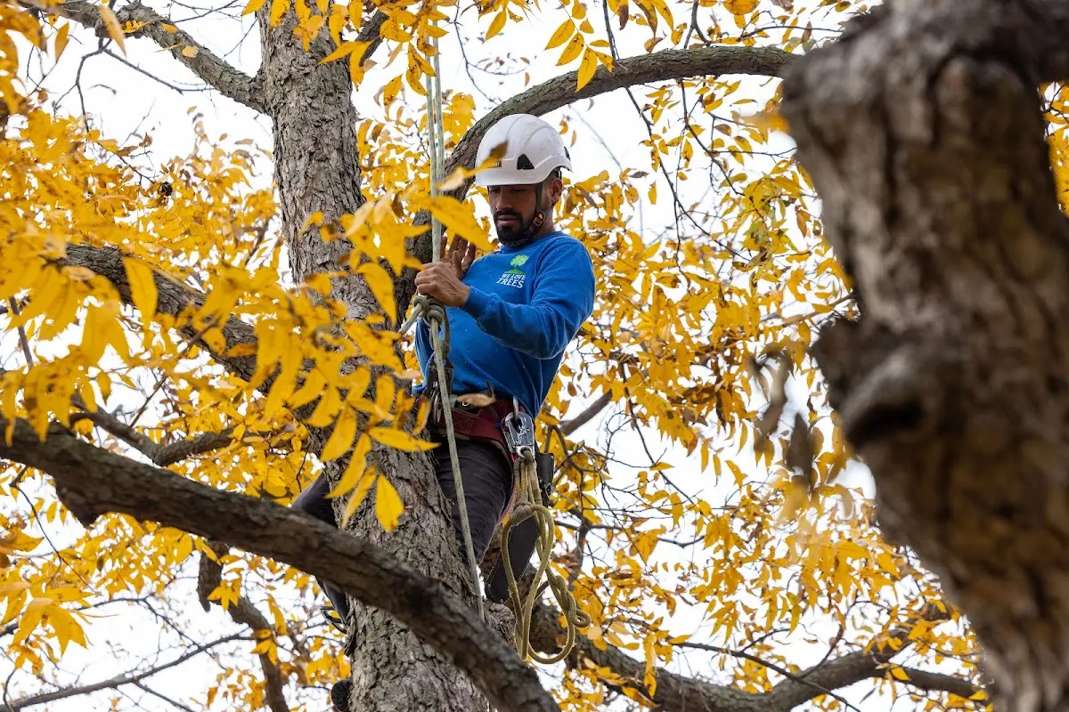 Skilled Tree Transplanting crew working in Sagola