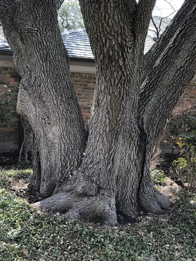 Mature heritage tree close to a Sagola property cared for by certified arborists
